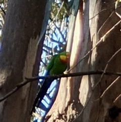 Polytelis swainsonii (Superb Parrot) at Belconnen, ACT - 23 Dec 2024 by Kelly123456