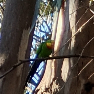 Polytelis swainsonii at Belconnen, ACT - suppressed