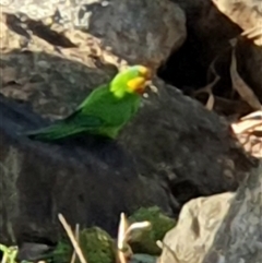 Polytelis swainsonii at Belconnen, ACT - suppressed