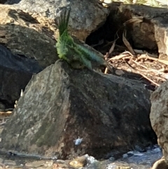 Polytelis swainsonii at Belconnen, ACT - suppressed