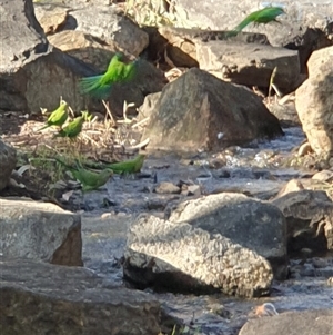 Polytelis swainsonii at Belconnen, ACT - suppressed