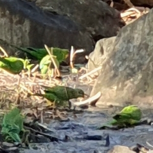 Polytelis swainsonii at Belconnen, ACT - suppressed