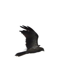 Haliastur sphenurus (Whistling Kite) at Boondall, QLD - 22 Dec 2024 by JimL