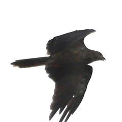 Haliastur sphenurus at Boondall, QLD - 22 Dec 2024 07:35 PM