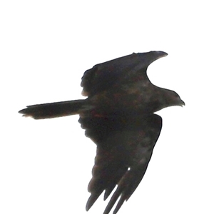 Haliastur sphenurus at Boondall, QLD - 22 Dec 2024 07:35 PM