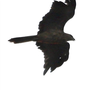 Haliastur sphenurus at Boondall, QLD - 22 Dec 2024 07:35 PM