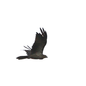 Haliastur sphenurus at Boondall, QLD - 22 Dec 2024 07:35 PM