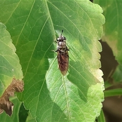 Unidentified True fly (Diptera) at West Wodonga, VIC - 20 Dec 2024 by KylieWaldon