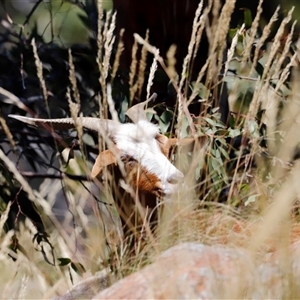 Capra hircus at Kaputar, NSW by JimL