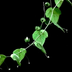 Passiflora herbertiana subsp. herbertiana at Boondall, QLD - 22 Dec 2024 by JimL