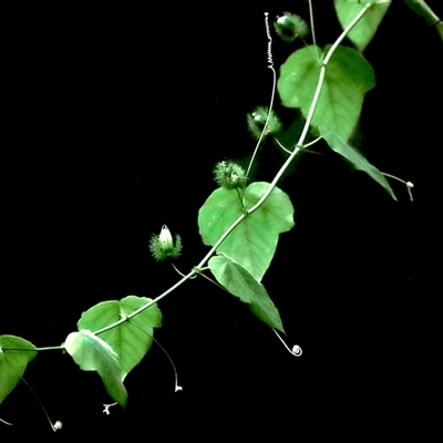 Passiflora herbertiana subsp. herbertiana at Boondall, QLD - 22 Dec 2024 by JimL