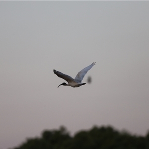 Threskiornis molucca at Shorncliffe, QLD - 22 Dec 2024 07:25 PM