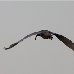 Threskiornis molucca at Shorncliffe, QLD - 22 Dec 2024 07:25 PM