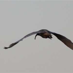 Threskiornis molucca at Shorncliffe, QLD - 22 Dec 2024 07:25 PM