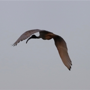 Threskiornis molucca at Shorncliffe, QLD - 22 Dec 2024 07:25 PM