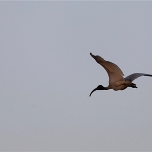 Threskiornis molucca at Shorncliffe, QLD - 22 Dec 2024 07:25 PM