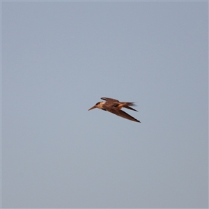 Thalasseus bergii at Shorncliffe, QLD - 22 Dec 2024