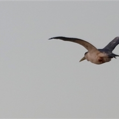 Thalasseus bergii at Shorncliffe, QLD - 22 Dec 2024