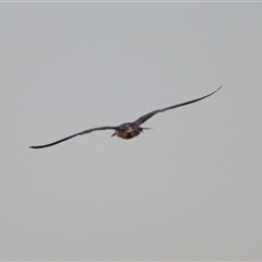 Thalasseus bergii at Shorncliffe, QLD - 22 Dec 2024