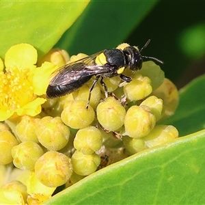 Leioproctus sp. (genus) at Wodonga, VIC by KylieWaldon