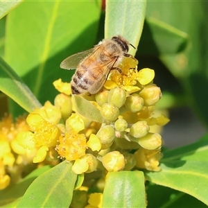 Apis mellifera at Wodonga, VIC by KylieWaldon