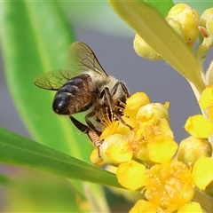 Apis mellifera at Wodonga, VIC - 22 Dec 2024 08:40 AM