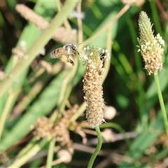 Apis mellifera at Wodonga, VIC - 22 Dec 2024 08:40 AM