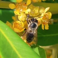 Apis mellifera at Wodonga, VIC - 22 Dec 2024 08:40 AM