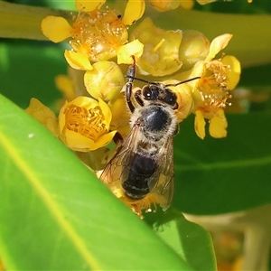 Apis mellifera at Wodonga, VIC - 22 Dec 2024 08:40 AM