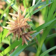 Cyperus sp. at Wodonga, VIC - 21 Dec 2024 by KylieWaldon