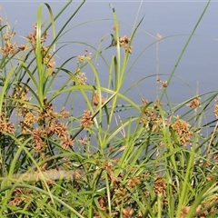 Bolboschoenus fluviatilis at Wodonga, VIC - 22 Dec 2024