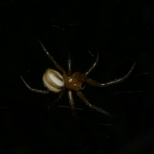 Deliochus sp. (genus) at Freshwater Creek, VIC by WendyEM