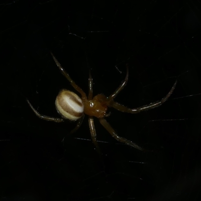 Deliochus zelivira (Messy Leaf Curling Spider) at Freshwater Creek, VIC - 4 Dec 2024 by WendyEM
