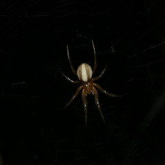 Deliochus zelivira at Freshwater Creek, VIC - 4 Dec 2024 11:39 PM