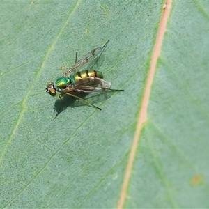 Dolichopodidae (family) (Unidentified Long-legged fly) at Wodonga, VIC by KylieWaldon