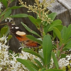 Vanessa itea (Yellow Admiral) at Freshwater Creek, VIC - 16 Dec 2024 by WendyEM