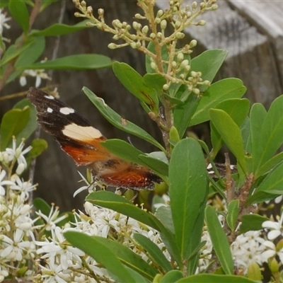 Vanessa itea (Yellow Admiral) at Freshwater Creek, VIC - 16 Dec 2024 by WendyEM