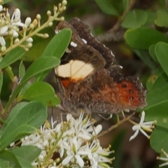 Vanessa itea at Freshwater Creek, VIC - 16 Dec 2024 05:17 PM