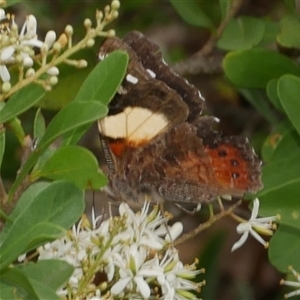 Vanessa itea at Freshwater Creek, VIC - 16 Dec 2024 05:17 PM