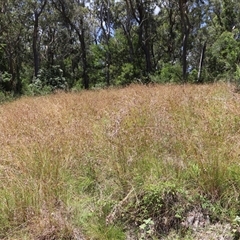 Themeda triandra at The Falls, QLD - 21 Dec 2024 by JimL