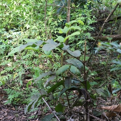 Diploglottis australis at Tregony, QLD - 21 Dec 2024 by JimL
