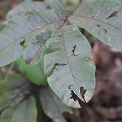 Unidentified at suppressed - 21 Dec 2024