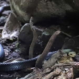 Hemiaspis signata (Swamp Snake) at Tregony, QLD by JimL