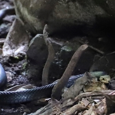 Hemiaspis signata (Swamp Snake) at Tregony, QLD - 21 Dec 2024 by JimL