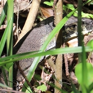 Varanus varius at Tregony, QLD - suppressed