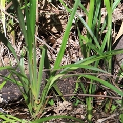 Varanus varius at Tregony, QLD - suppressed