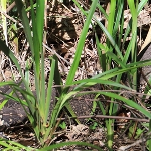 Varanus varius at Tregony, QLD - suppressed