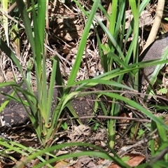 Varanus varius at Tregony, QLD - suppressed