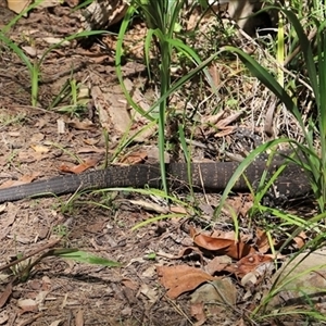 Varanus varius at Tregony, QLD - suppressed