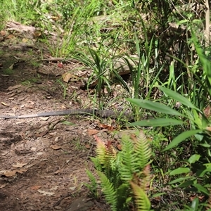 Varanus varius at Tregony, QLD - suppressed